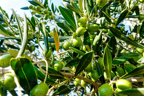 Olives almost ready for harvest