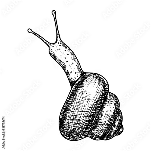 Hand drawn snail. Vector illustration