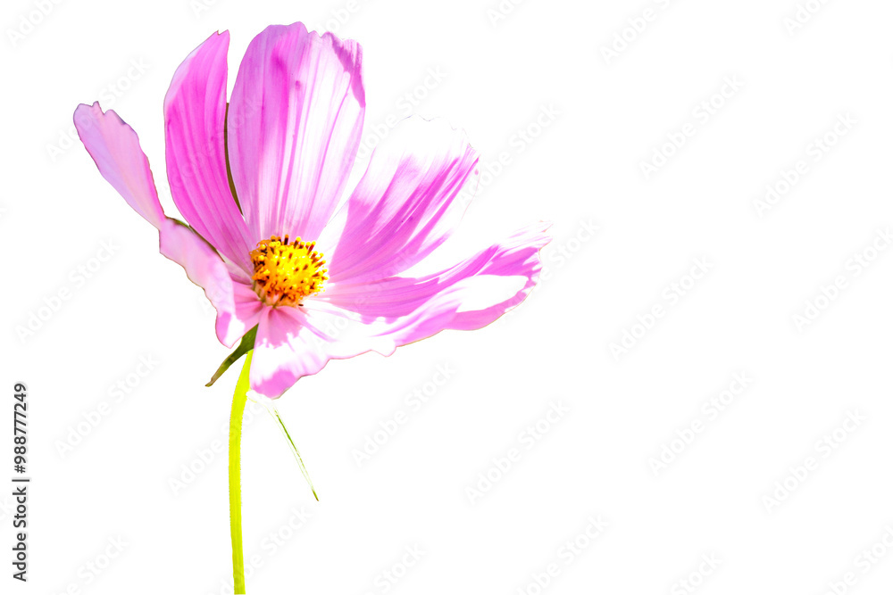 Isolated pink flowers on white background. Make clipping path. Isolated pink flowers on white background. Make clipping path.