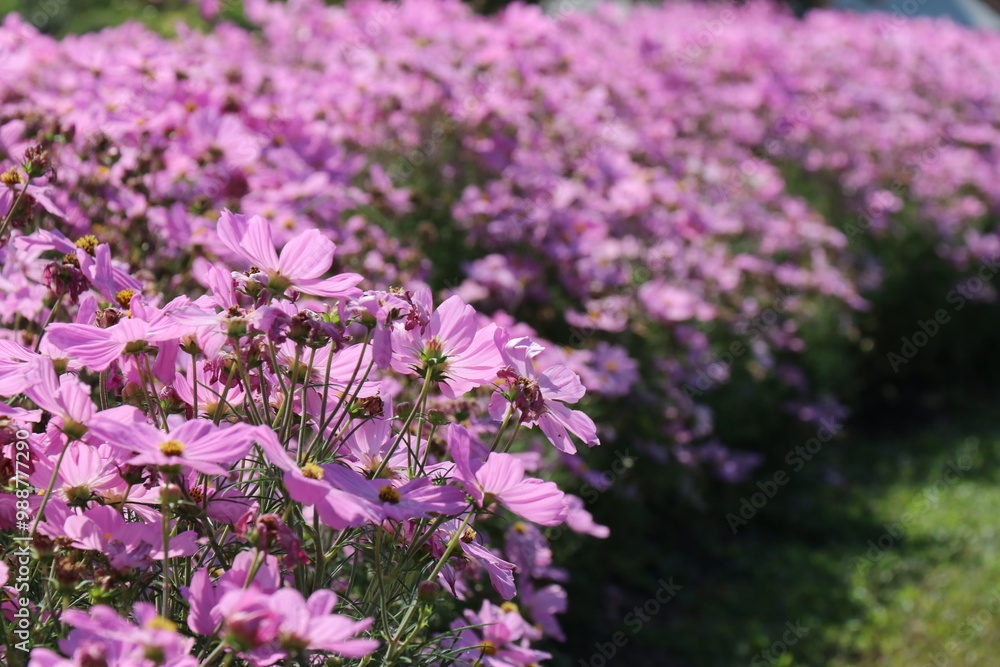 Pink flowers in the park Pink flowers in the park