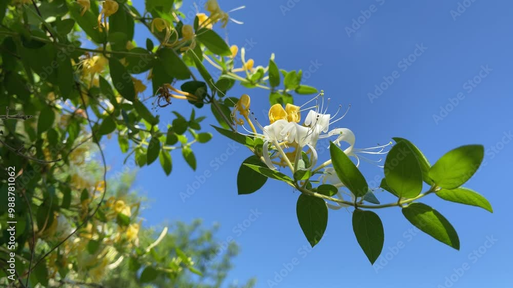 A branch with yellow and white flowers of Honeysuckle sways on the wind against blue sky. A branch with yellow and white flowers of Honeysuckle sways on the wind against blue sky.