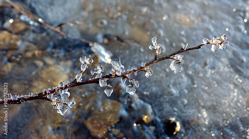 A lone branch covered in slush every ice flake sparkling as a gem photo