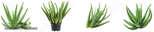 Lush aloe vera plants thrive in natural sunlight indoors, on the Transparent background, PNG Format