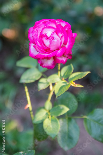 Purple rouse, Selective focus, close up, blurry background