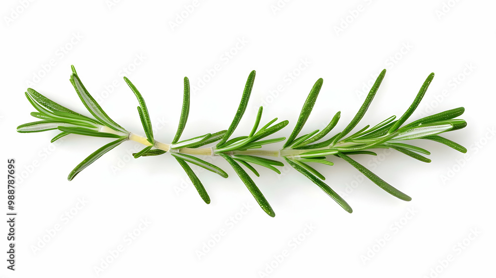 Fototapeta premium Fresh Rosemary Sprig Isolated on White Background