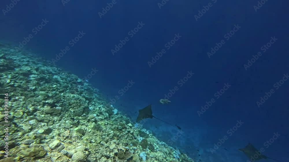 White Spots Galapagos Sting rays With sea turtle Swims Along Sea Floor in blue on sunny day
White Spots Galapagos Sting rays With sea turtle Swims Along Sea Floor in blue on sunny day