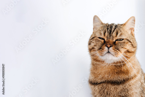 A gray striped cat with yellow eyes on a white background fall asleep. Pet portrait with shadows, front view