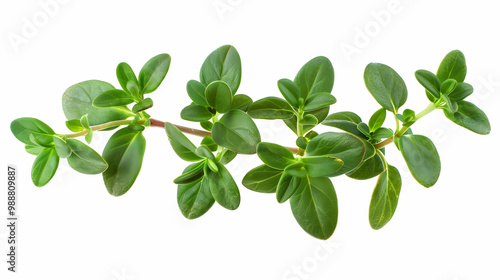 Fresh Thyme Sprig - Green Herb Leaves