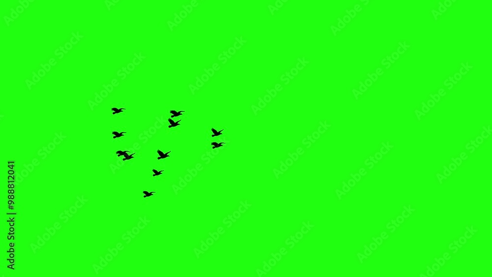 2d Cartoon Animation Birds Flying On Green Screen Background. Black ...