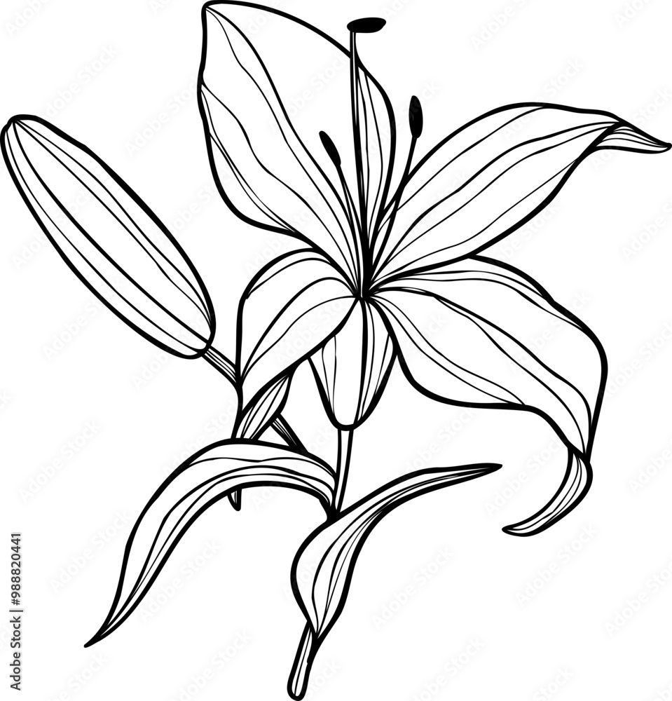 Obraz premium Line art lily flower illustration, vector flower, outline lily floral art