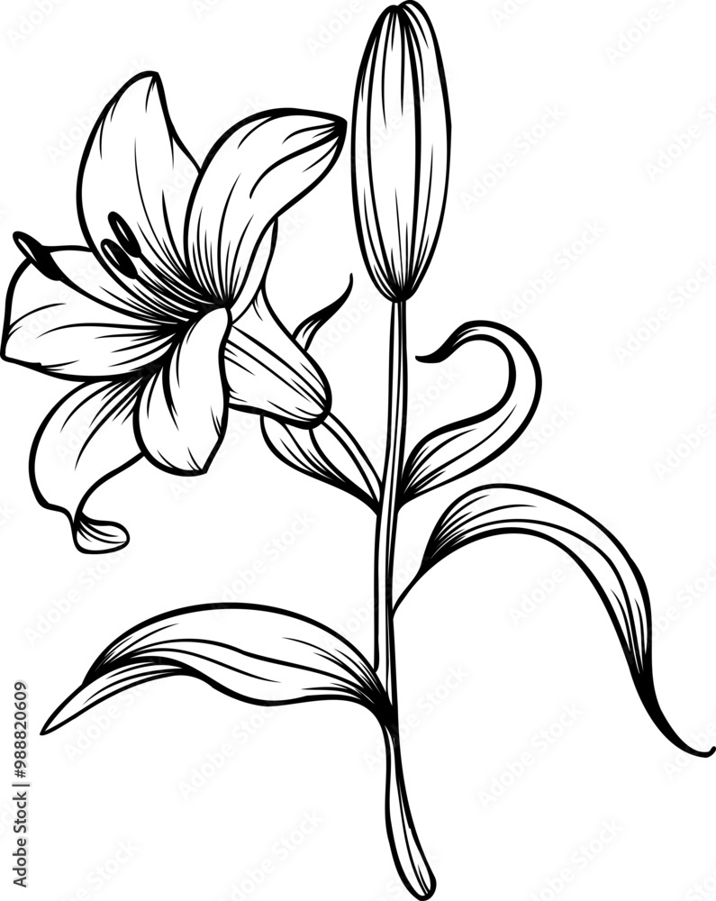 Obraz premium Line art lily flower illustration, vector flower, outline lily floral art