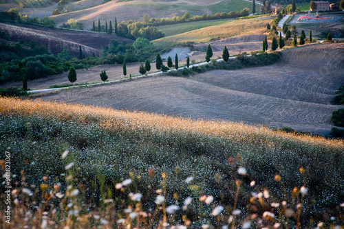 A breathtaking view of gently rolling hills with scattered trees and blooming wildflowers under a vivid sky, epitomizing nature's tranquility and rural beauty in full display in Tuscany Italy