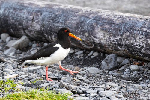 Ostrygojad zwyczajny w naturalnym środowisku
