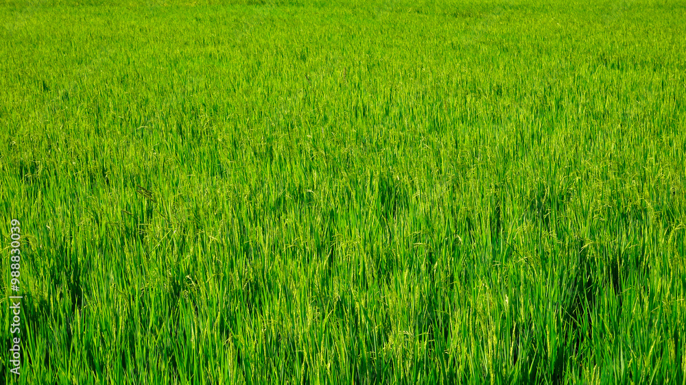 Green grass background. View of straight plant stems in a field. Rice field background. Green grass texture. Green grass background. View of straight plant stems in a field. Rice field background. Green grass texture.