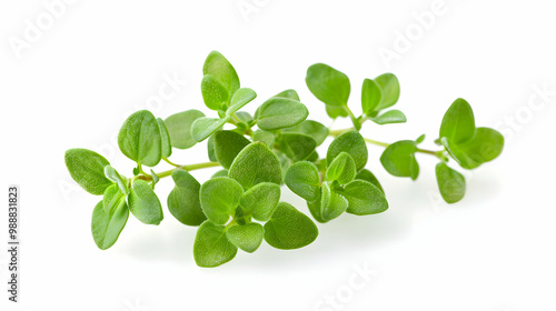 Fresh Thyme Sprig Isolated on White Background