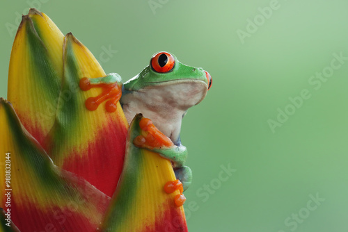 Red-eyed tree frog closeup on the tops of ornamental banana shoots, Red-eyed tree frog (Agalychnis callidryas) closeup, Exotic animal of rain forest