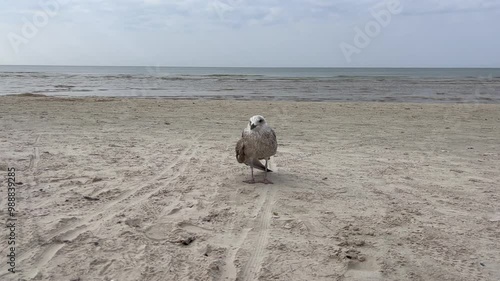 Seagull on the Beach Walks Away