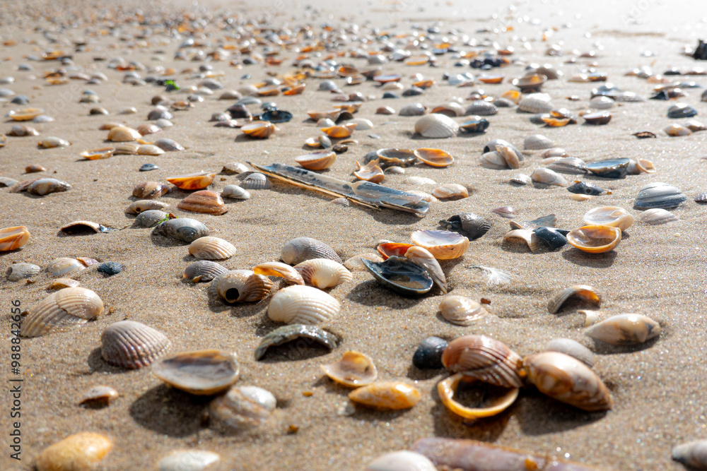 Seashells scattered across a sandy beach at sunrise with gentle waves lapping in the background Seashells scattered across a sandy beach at sunrise with gentle waves lapping in the background