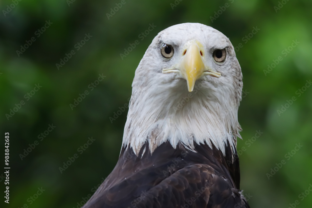 Closeup head from side view Bald eagle portrait (Haliaeetus leucocephalus) Closeup head from side view Bald eagle portrait (Haliaeetus leucocephalus)