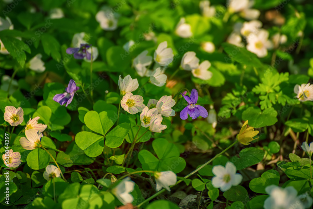 White anemone flowers growing in spring forest, natural seasonal background White anemone flowers growing in spring forest, natural seasonal background