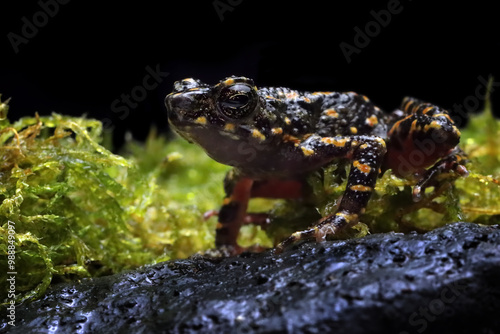 Bleeding toad or Leptophryne cruentata closeup on moss, Leptophryne cruentata closeup on isolated background, Indonesian toad, Bleeding toad photo