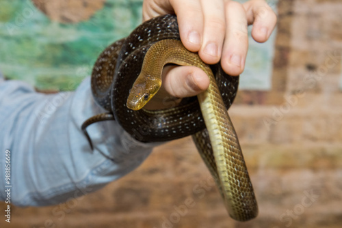 Photo of The Aesculapian snake which is a species of nonvenomous snake native to Europe being held by a man indoors