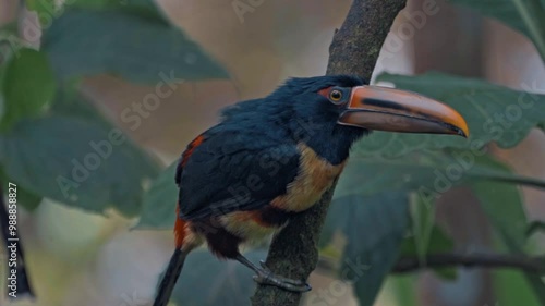 Ecuador high mountain Tuocan specie in Mindo Cloud forest (Tucancillo collarejo). photo