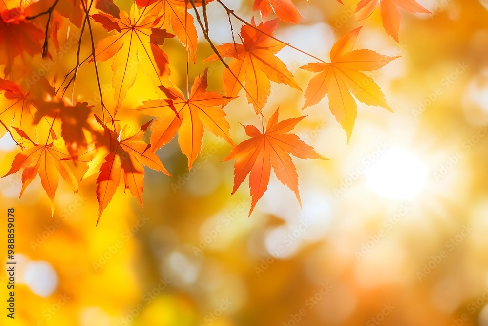 Autumn fall leaves of maple trees in sunlight. Autumn fall leaves of maple trees in sunlight.