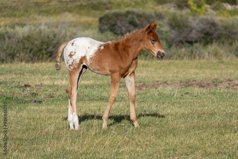 Fototapeta premium Rural scene of the sideview of a red and white Appaloosa foal standing in a pasture of green grass on a farm..