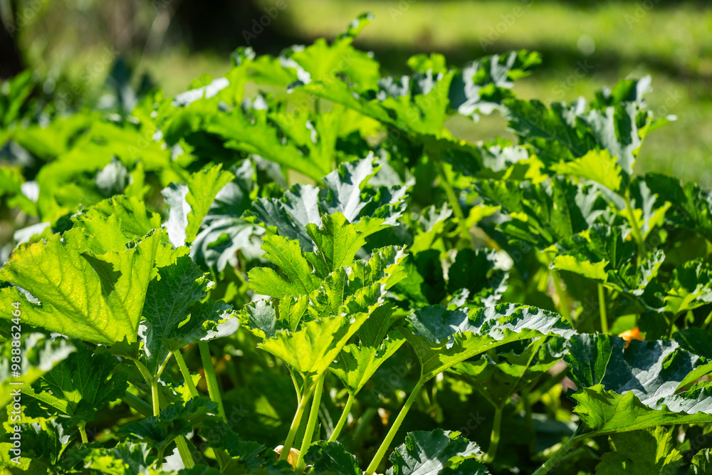 Zucchini leaves in the summer garden on a sunny day. Zucchini leaves in the summer garden on a sunny day.