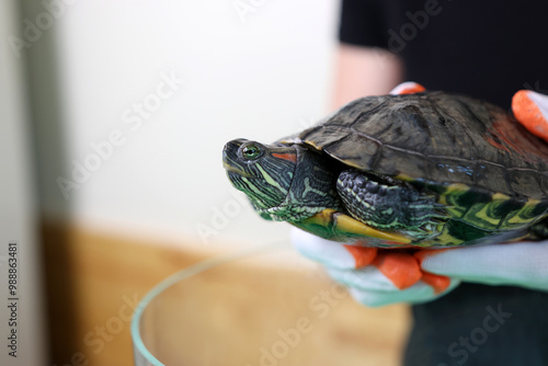 People care for and play with a pet red-eared turtle. photo