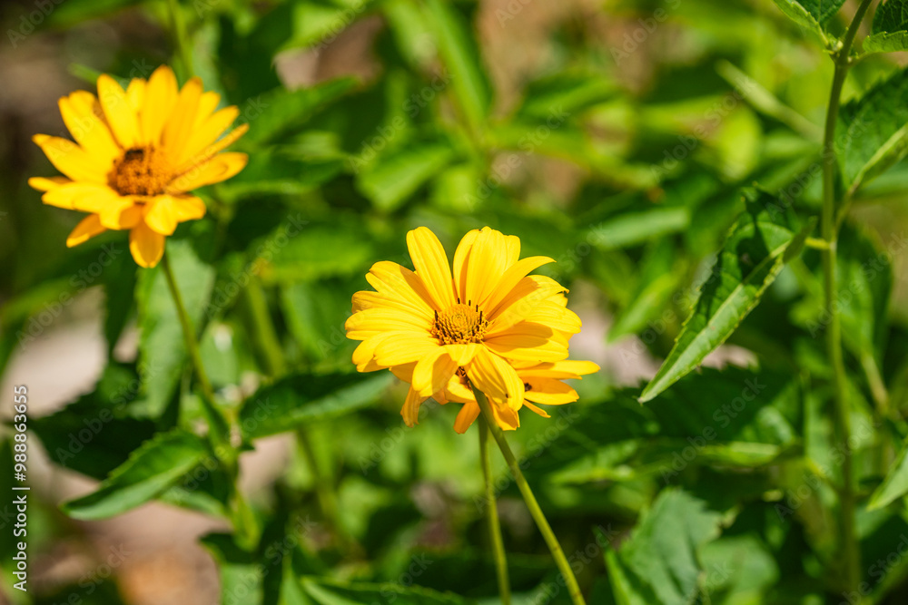 Yellow wildflowers in the garden on a sunny day in summer. Yellow wildflowers in the garden on a sunny day in summer.