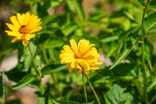 Yellow wildflowers in the garden on a sunny day in summer.