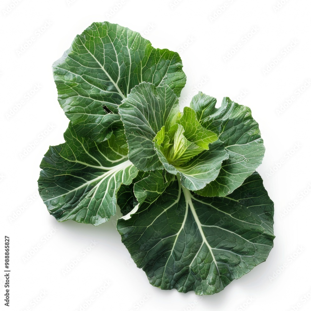 Cabbage leaves isolated on white background Cabbage leaves isolated on white background