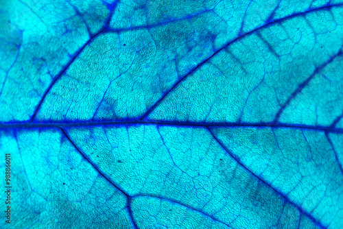 Abstract Close Up of and Autumn Leaf Veins in Blues For Background