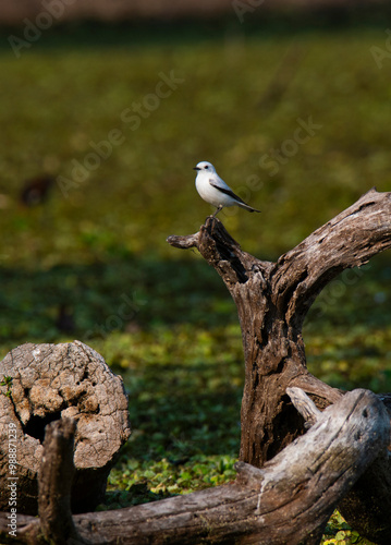 White monjita, xolmis irupero, perched, Patagonia Argentina photo