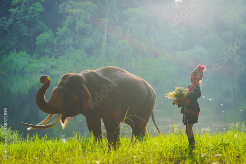 Photos A beautiful Akha hill tribe girl enjoys Asian elephants at the Thai Elephant Conservation Center in Green Natural a popular tourist attraction destination for elephant in Lampang, Thailand