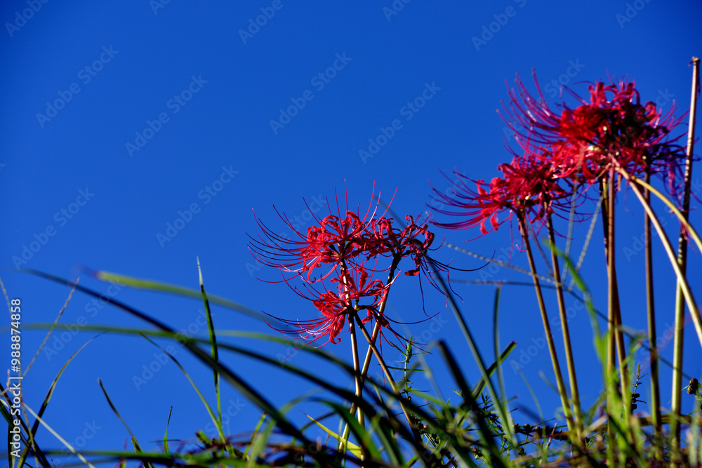 曼珠沙華