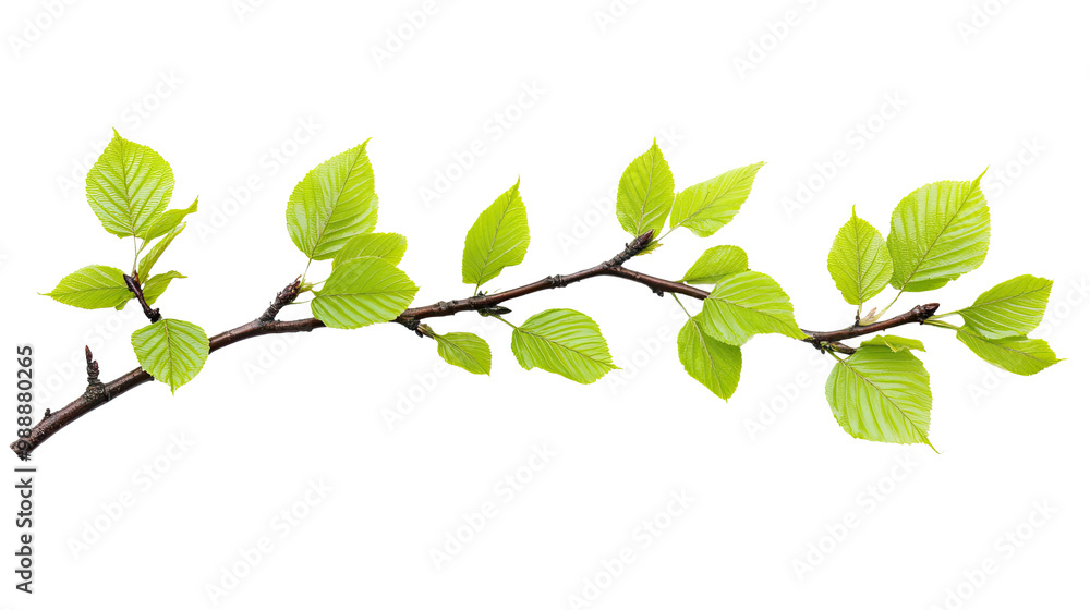 Green leaves on a branch isolated against a white background, showcasing the beauty of nature and fresh foliage Green leaves on a branch isolated against a white background, showcasing the beauty of nature and fresh foliage
