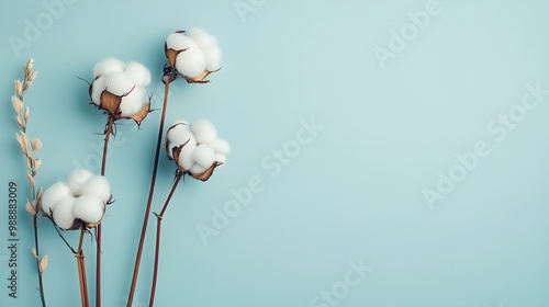 Illustration with cotton flowers on long stems against a light blue background with copy space.