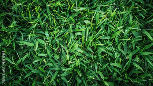 Long fresh green grass texture background view of grass garden Ideal concept used for making green flooring