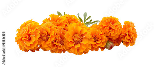 A bunch of orange marigold flowers are arranged in a row isolated on transparent background. Day of the dead, Dia de los muertos design