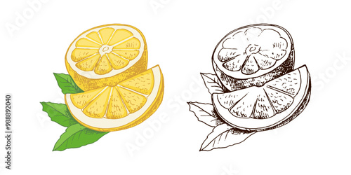 Hand drawn vector lemon sketch. Plant with leaves. Lemon slice and lemon half. Сitrus. Orange, 
grapefruit. Vector illustration. Great for poster, menu or label.