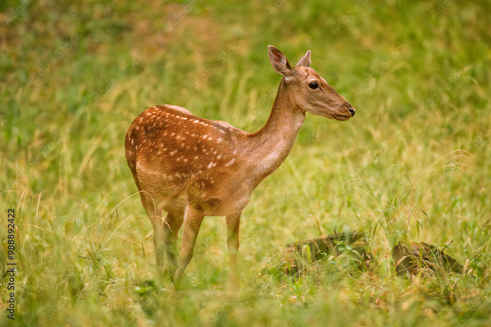 Female Fallow Deer, Dama dama, grazing on autumn colored meadow. Wildlife scene in Europe. Female Fallow Deer, Dama dama, grazing on autumn colored meadow. Wildlife scene in Europe.
