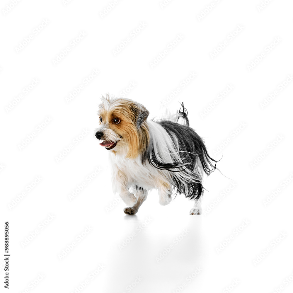 Naklejka premium Adorable, small, fluffy Biewer Yorkshire Terrier dog cheerfully running with mouth open isolated on white studio background. Concept of animal theme, pet care, grooming, vet