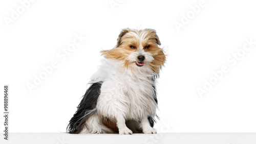 Purebred Biewer Yorkshire Terrier fluffy dog with a black, white, and brown coat sitting while its fur blows in wind isolated on white background. Concept of animal theme, pet care, grooming, vet photo