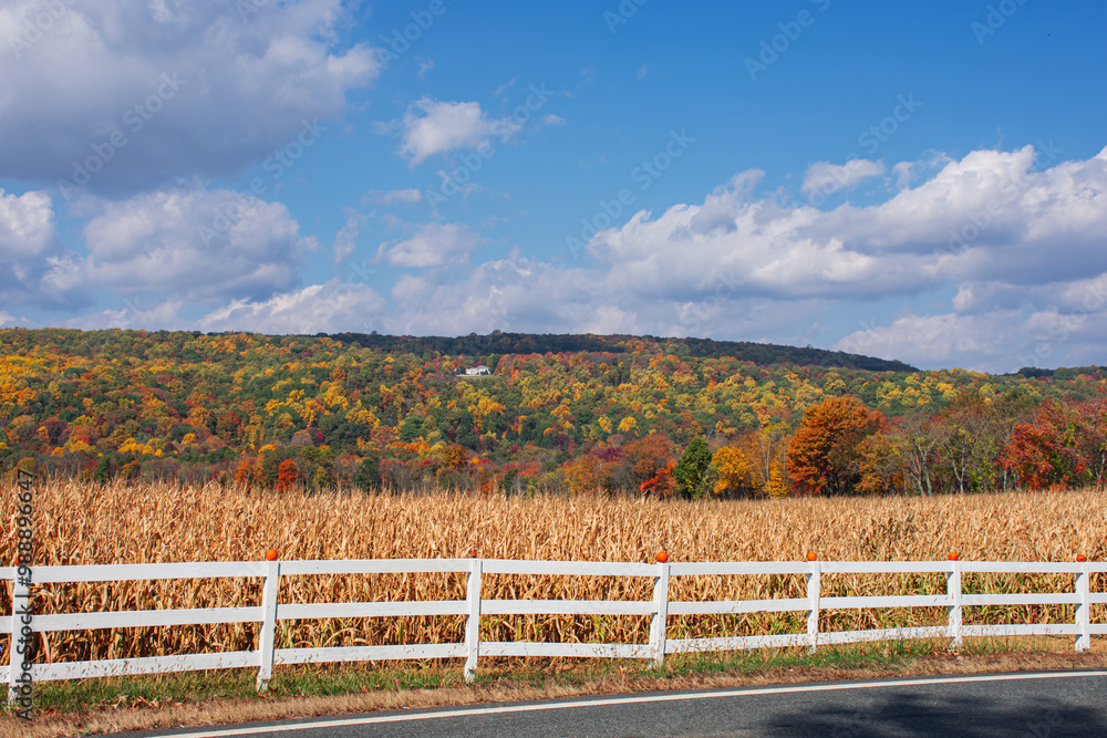 Fototapeta premium Cornfield Countryside