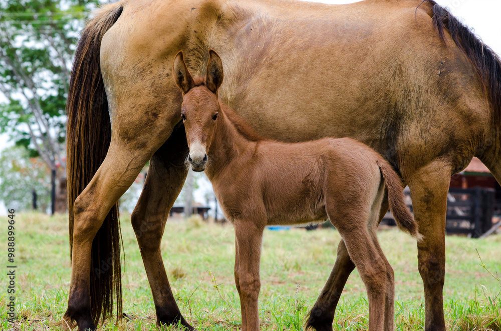 Fototapeta premium foal and mother on pasture, locking at camera.