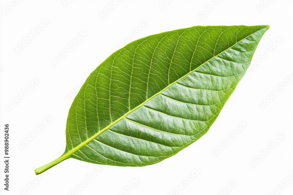 green leaf isolated on white green leaf isolated on white