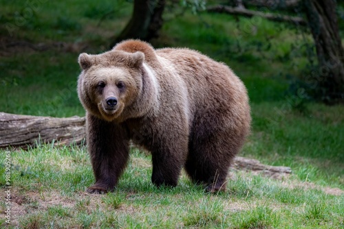 Brown bear standing on green grass in a forest